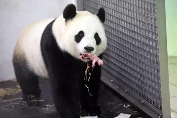 <p>Sevimli panda Çin'den ödünç alındıktan yalnızca 3 ay sonra sürpriz bir şekilde hamile çıkmıştı.</p>
