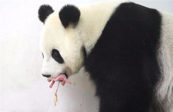 <p>Dev panda pembe minicik yavrusunu ağzıyla taşıyarak her yere götürüyor.</p>
