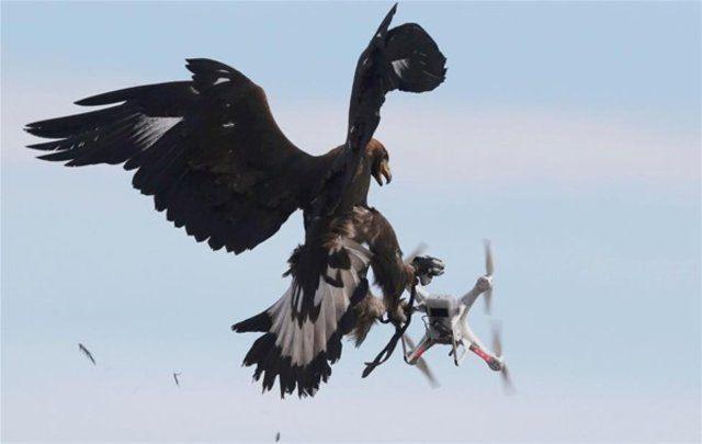 <p>Güvenlik riski nedeniyle dronelarla mücadele etmek için güvenlik güçleri yeni yöntemler peşinde.</p>

<p> </p>

