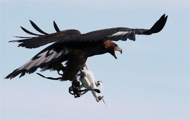 <p>Fransa'nın Mont-de-Marsan askeri üssünde kartallar drone avlamak için eğitiliyor.</p>

<p> </p>
