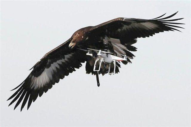 <p>Düzenli eğtimlerde kartal drone'u yakalamak için yönlendiriliyor.</p>

<p> </p>
