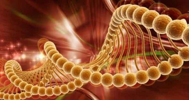 <p>Bir yüzyıl sonra, insanları kansere veya Alzheimer gibi hastalıklara yakalanmayacak. Gelişen kök hücresi tedaviler, insanların ‘yenileme’ özelliği kazanmasına, kaybettikleri kol ve bacakların yanı sıra organlarını yenilemelerini sağlayacak.</p>

<p> </p>
