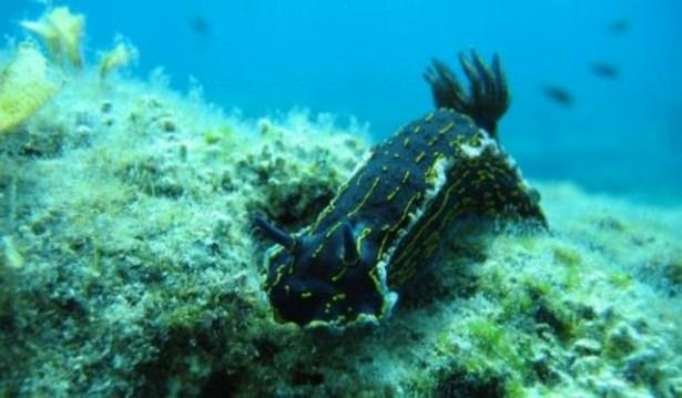 <p>Arizona State Üniversitesi’nden biyolog Quentin Wheeler ise ‘bitki türlerinin en az yüzde 20’sinin tehdit altında olduğunu’ belirterek, “Hawaii’ye bir bakın... Torunlarımız bugün turistleri en çok çeken çiçekleri görmeyebilir” dedi.</p>

<p> </p>
