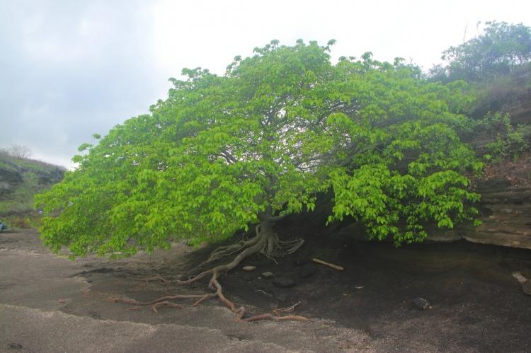 <p><strong>Machineel</strong></p>
<p>En tehlikeli ağaç. Manchineel ağacına ufak bir dokunuş bile deri üzerinde yanıklar oluşturacak kadar etkiye sahip. İnsan vücudu ağacın zehirine kısa süre içerisinde tepki veriyor ve cilt kabarcıklar halinde su toplamaya başlıyor.</p>