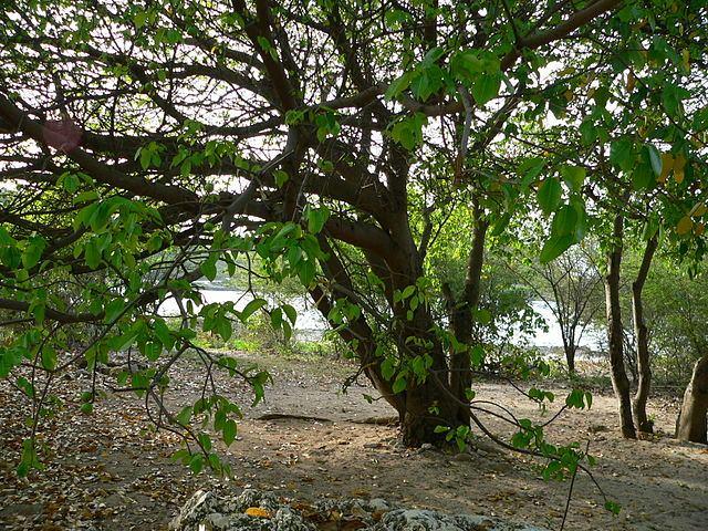 <p>Yanan bir Manchineel ağacının dumanı göze temas etiğinde, körlüğe bile sebep olabilir. Meyvelerinin yenmesi ise<strong> ölümle sonuçlanabilecek zehirlenmelere </strong>yol açabilir. </p>