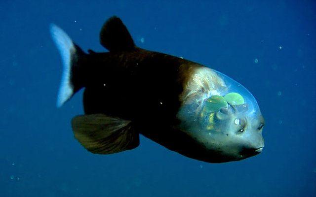 <p>Barreleye balığı. Atlantik, Pasifik ve Hint Okyanusu'nda yaşıyor.</p>

<p> </p>
