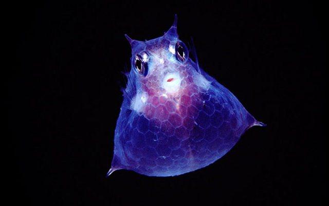 <p>Juvenil Cowfish. </p>

<p> </p>
