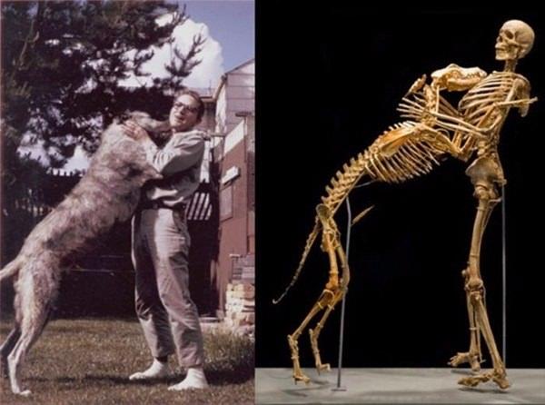 <p>Amerikalı antropolog Grover Krantz ve köpeğinin iskeleti. Ölmeden önce kendisinin ve 3 köpeğinin bedenini bağışladı. Krantz'ın kemikleri, çok sevdiği 72 kilo ağırlığındaki köpeğinin kemikleriyle birlikte, çektirdikleri fotoğrafa uygun olarak birleştirilip müzeye konuldu. </p>
