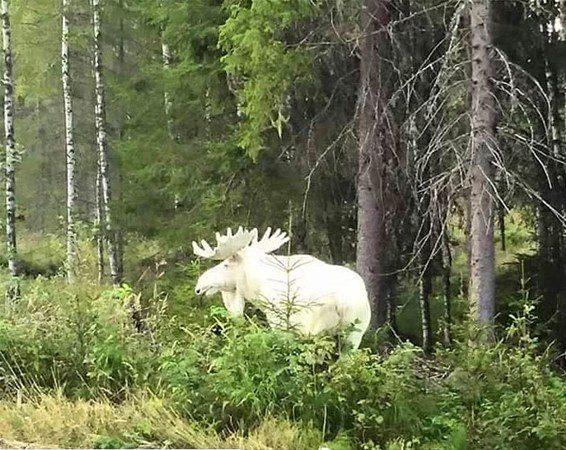 <p>Albino geyik.</p>

<p> </p>
