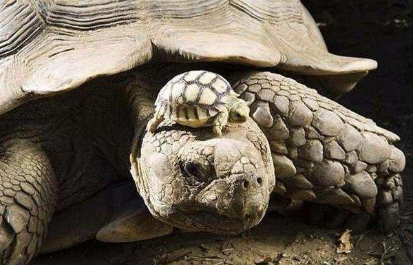 <p>140 yaşındaki bir kaplumbağa ve 5 yaşındaki oğlu.</p>

<p> </p>

