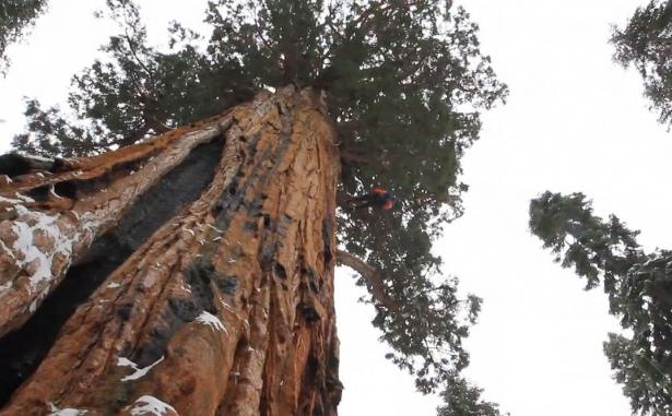 <p>Ağaç yaklaşık 90 metre yüksekliğinde ve 3200 yaşında!</p>

<p> </p>
