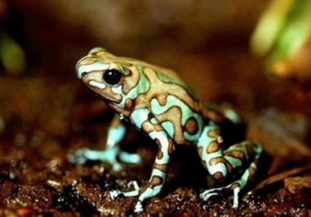 <p>2.600 değişik cins kurbağa vardır.</p>

<p>&nbsp;</p>
