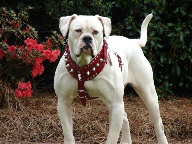 <p>American Bulldog</p>
