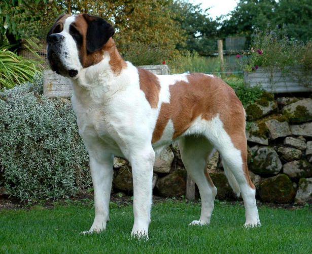 <p>Saint Bernard</p>
