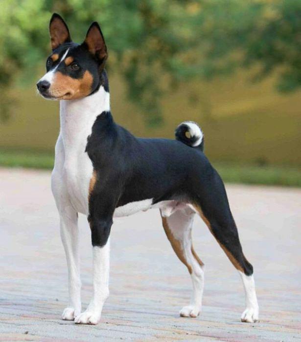 <p>Basenji</p>
