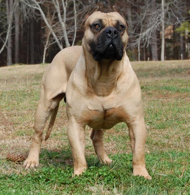 <p>Boerboel</p>
