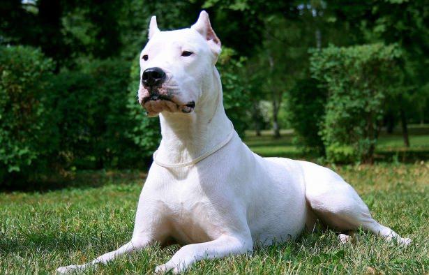 <p>Dogo Argentino</p>
