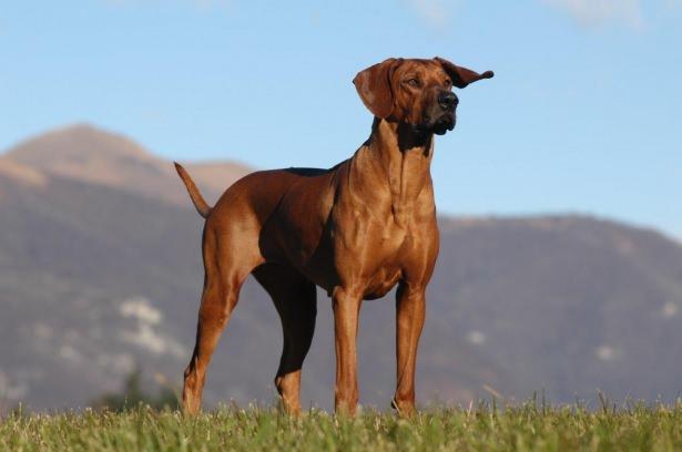 <p>Rhodesian Ridgeback</p>
