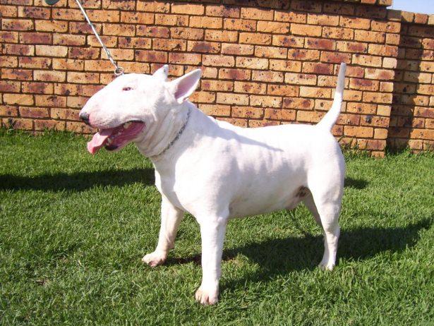 <p>Bull Terrier</p>
