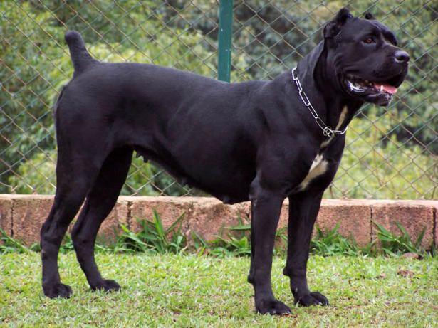 <p>Cane Corso</p>
