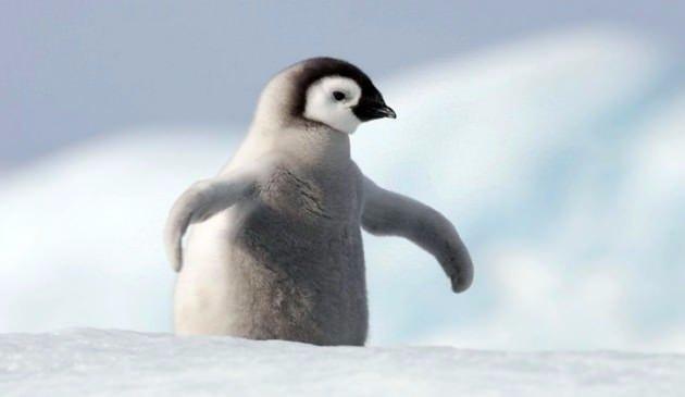 <p>Penguen yüzebilen ama uçamayan tek kustur.</p>
