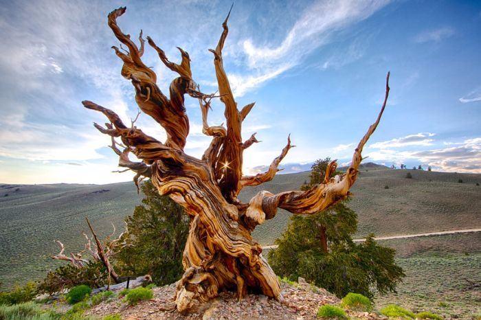 <p>Kaliforniya'da 4.800 yıllık Bristlecone Pine ağacı</p>
<p> </p>