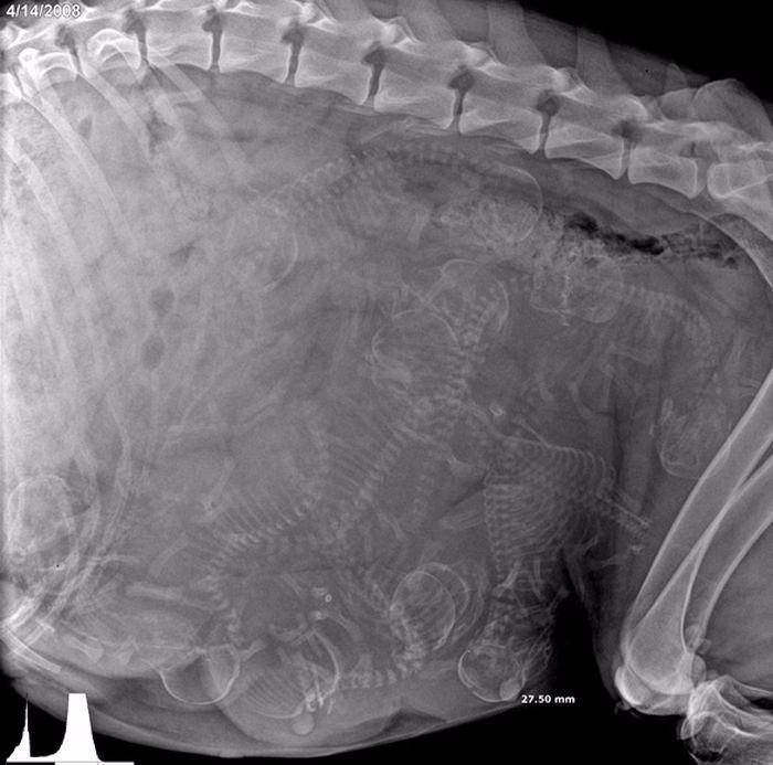 <p>Hamile bir köpeğin x-ray görüntüleri.</p>
