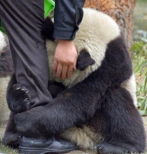 <p>Korkmuş bir panda depremden sonra görevlinin bacağına sarılırken</p>
