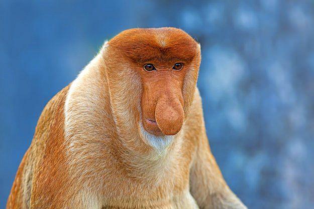 <p><strong>3. Proboscis Maymunu</strong></p>

<p>Asya'nın yerli bir türü olan bu maymunlar genellikle Borneo'da yaşar. Sarkık burunlarını dişileri ve diğer maymunları etkilemek için kullanırlar.</p>
