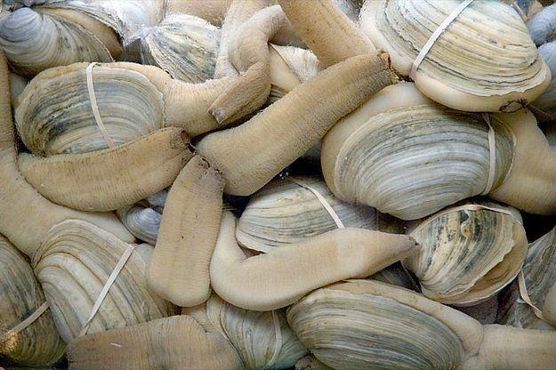<p><strong>4. Geoduck</strong></p>
<p>Panopea generosa olarak bilinen bu istiridyemsi canlının şekli biraz manidar. Uzun yaşaması ( 140 yıl ) ve bir seferde 5000 dişiyi dölleyebilmesi sebebiyle iktidarsızlığa çare olabileceği düşünülerek tüketilen bir canlıdır. Tek doğal düşmanı insanlardır.</p>
