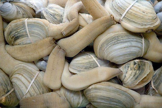 <p><strong>4. Geoduck</strong></p>

<p>Panopea generosa olarak bilinen bu istiridyemsi canlının şekli biraz manidar. Uzun yaşaması ( 140 yıl ) ve bir seferde 5000 dişiyi dölleyebilmesi sebebiyle iktidarsızlığa çare olabileceği düşünülerek tüketilen bir canlıdır. Tek doğal düşmanı insanlardır.</p>
