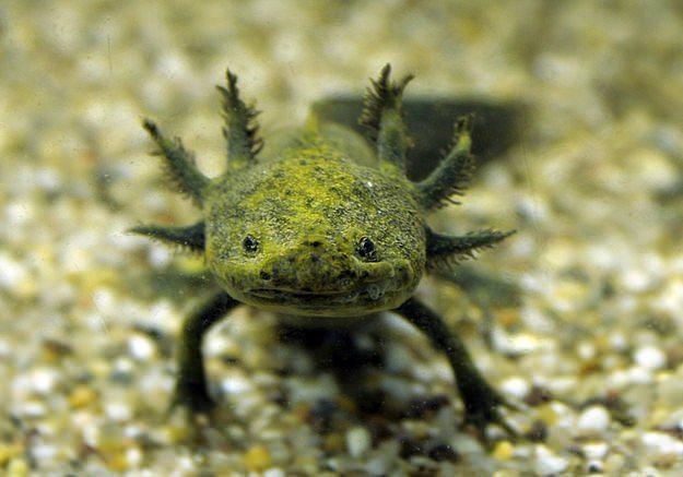<p><strong>10. Aksolotl</strong></p>

<p>Aksolotllar (Ambystoma mexicanum) kaplan semenderi grubuna ait Meksika semenderlerinin en tanınmış üyelerindendir.</p>

<p>Ait olduğu sınıfın diğer üyelerinin aksine aksolotllar başkalaşım geçiremediklerinden suda yaşamak zorunda olan canlılardır. Diğer semenderler başkalaşımlarını tamamladıktan sonra (tamamen suyu terk etmeseler bile) karadaki yaşama da uyum sağlayabilirlerken aksolotllar bunu başaramazlar. Erişkin bir aksolotl (1.5 ya da 2 yaşında) genellikle  25 cm boyundadır, bununla birlikte 15 ila 45 cm uzunluklar arasında olabilirler; ancak 30 cmden uzun aksolotllar pek de bulunmaz. Aksolotllar vücut yapısı olarak tipik bir semenderle aynı olsa da, kafasının yanlarında bulunan solungaçlarıyla onlardan ayrılır. Gözkapakları yoktur.</p>
