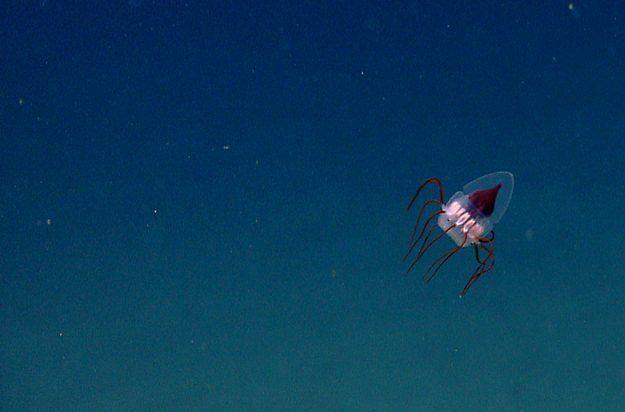 <p><strong>14. Derin deniz denizanası</strong></p>

<p>2013 yılında NOAA Okeanos Explorer tarafından keşfedilen ilginç bir denizanası türü.</p>
