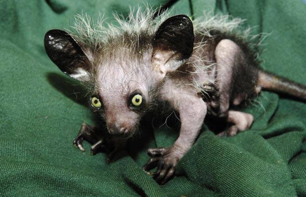 <p>22. Aye-Aye primatı </p>

<p> </p>
