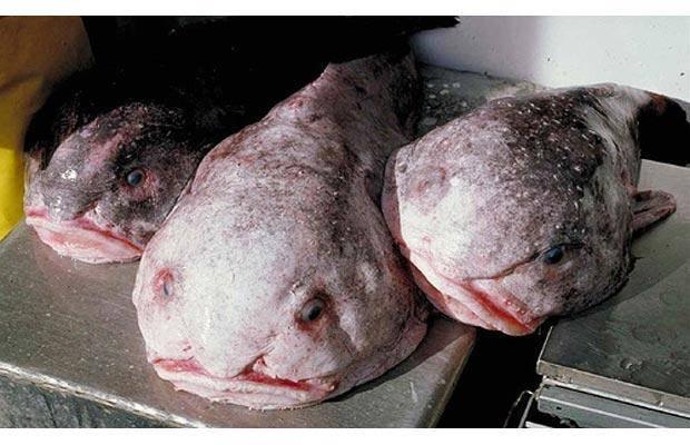 <p>25. Blobfish - Bir çeşit derin deniz balığı </p>

<p> </p>
