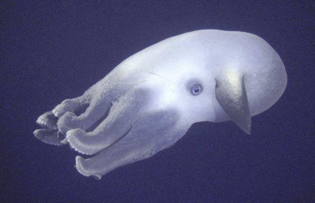 <p>27. Dumbo ahtopotu </p>

<p> </p>
