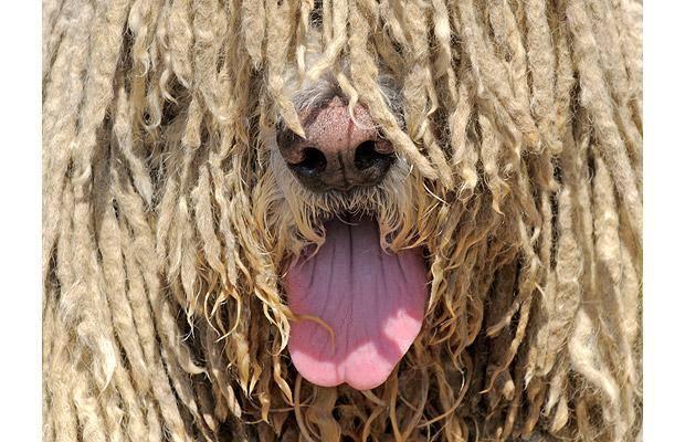 <p>34. Komondor köpeği </p>

<p> </p>
