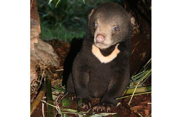 <p>40. Sun Bear: Dünyanın en küçük ayı türü </p>
<p> </p>