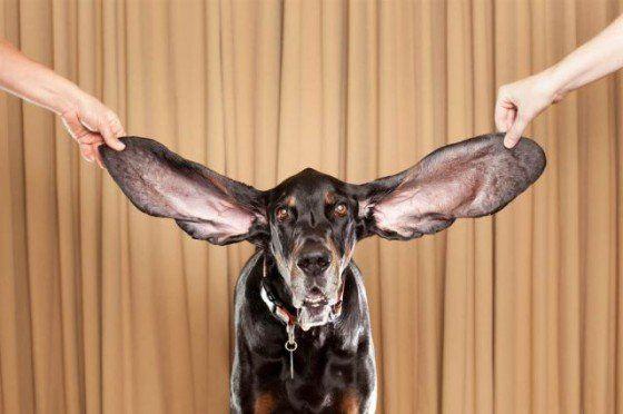 <p><span style="color:#FFFFFF"><strong>7- </strong>Mr. Jeffries olarak bilinen dünyanın en büyük kulaklı av cinsi köpeği.</span></p>
