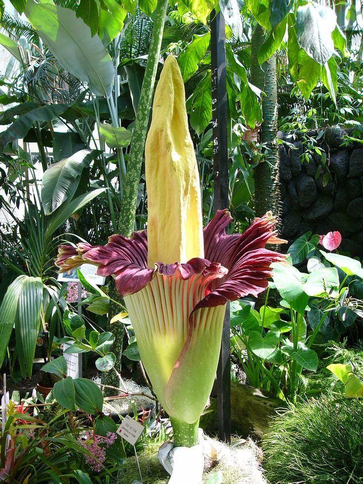 <p><strong>Amorphophallus titanum, </strong>ya da <strong>Titan Arum, </strong>ilk kez <strong>İtalyan </strong>bir <strong>botanikçi</strong> tarafında keşfedildi. </p>