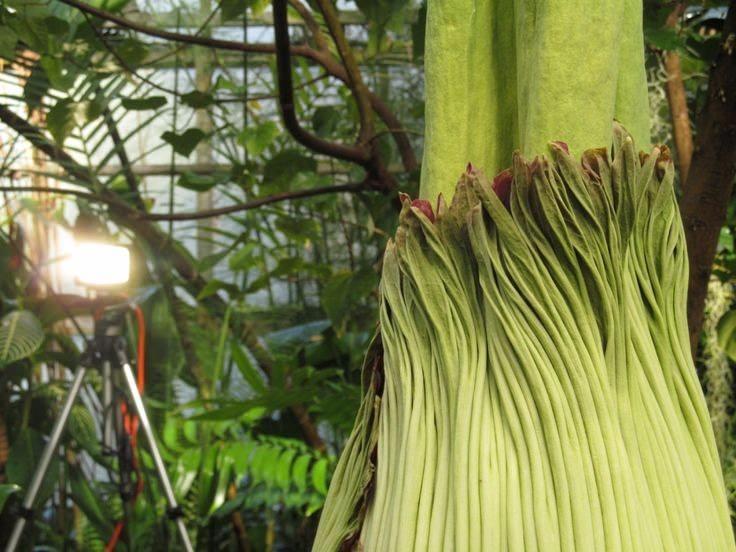 <p><strong>İşte dünyanınn en kötü kokan çiçeği Titan Arum...</strong></p>