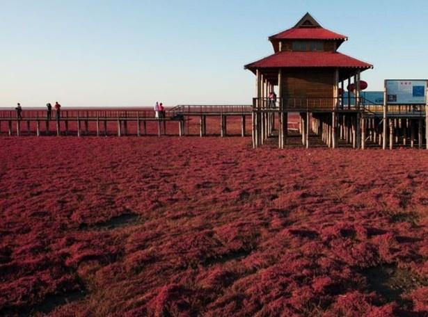 <div> Kırmızı Plaj (Red Beach), Çin'de Panjin City’nin 30 kilometre güneybatısında, Liaohe Nehri Deltası'nda bulunmaktadır.</div>

<div> </div>
