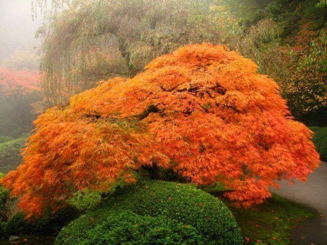<p>Oregon, ABD, Japon Bahçesi..</p>
