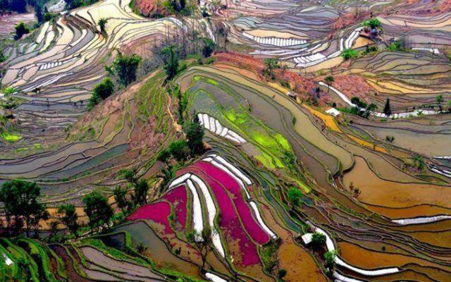 <p>Tarım terası, pirinç tarlaları, Yunnan, Çin</p>