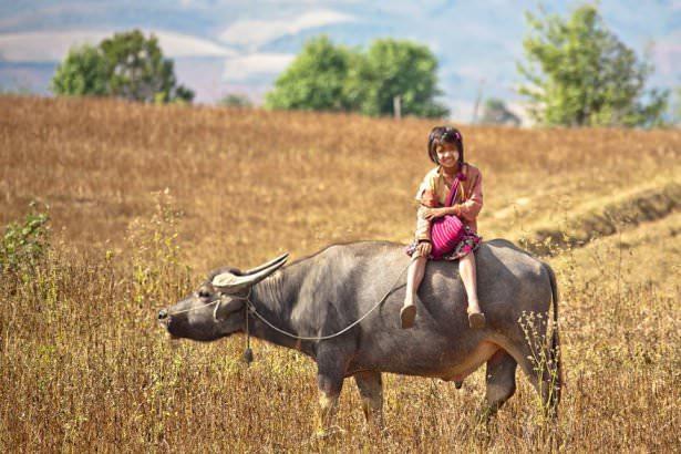 <p>Myanmar'da boğa üzerinde okula giden bir çocuk...</p>
