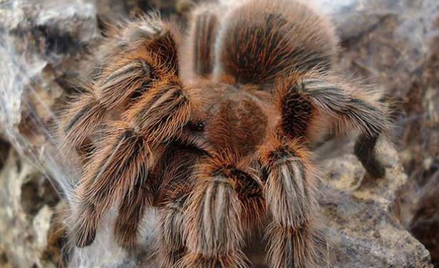 <p><strong>7- HerkülBabunTarantulası</strong></p>

<p>Dünyanın en nadir örümceklerinden biridir. Böceklerle beslenir.</p>
