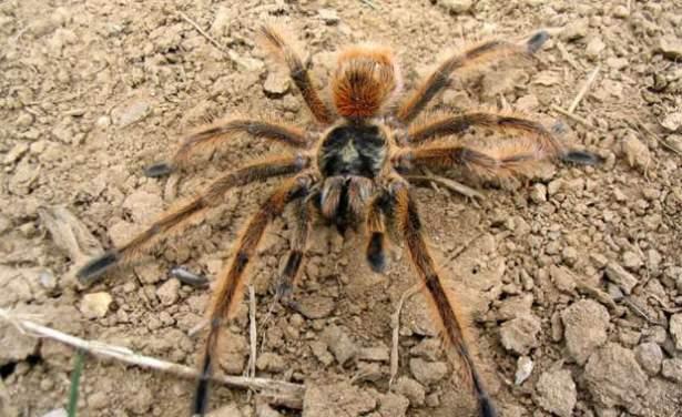 <p><strong>5- Brezilya Dev Koyu-Kumral Kırmızı Tarantulası</strong></p>

<p>Özellikle Güney Amerika'da sık sık rastlanır. Boyu 30cm'e kadar çıkmaktadır.</p>
