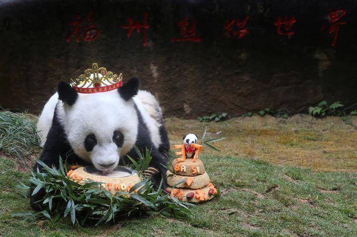 <p>Yaşayan en yaşlı panda olan Basi Çin'in Fujian eyaletinin başkenti Fuzhua'da hayatını kaybetti. </p>
