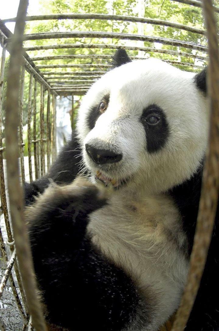 <p>Ölümünü bakıcısı duyurdu. Dün hayatını kaybeden Basi'nin bakıcısı, 37 yaşındaki pandanın karaciğer ve böbrek sorunları dahil çeşitli hastalıkları olduğunu belirtti. </p>
