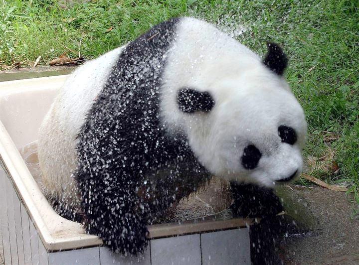 <p>Dünyanın en yaşlı pandası olan Basi, 37 yaşında hayatını kaybetti. </p>
